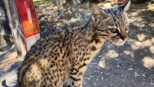 El animal fue considerado una mascota y acompañaba a los trabajadores de un campo diariamente.