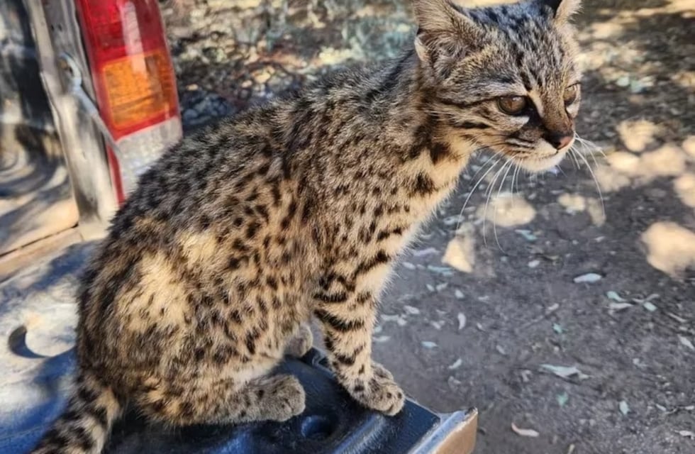Adoptó un gato montés, lo contó en TikTok y Policía Ambiental Córdoba secuestró al animal