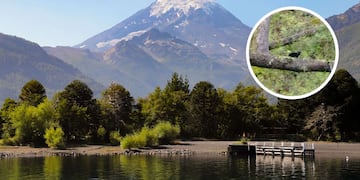 La especie se llama Gato Huiña Melánico