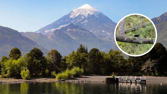 La especie se llama Gato Huiña Melánico