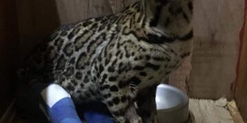 El ocelote continúa con un cuadro complicado debido a la naturaleza del golpe.