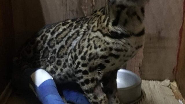 El ocelote continúa con un cuadro complicado debido a la naturaleza del golpe.