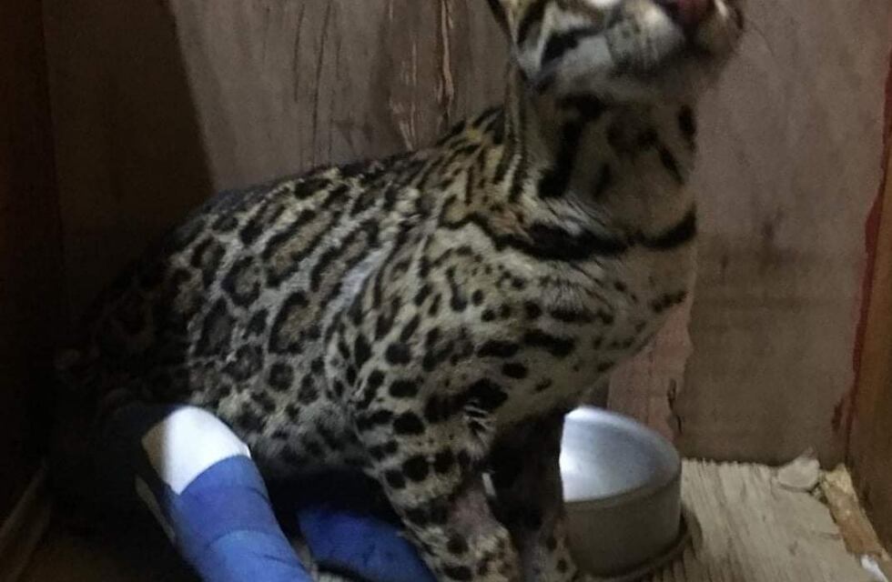 Operaron al ocelote atropellado y trabajan en un plan de rehabilitación