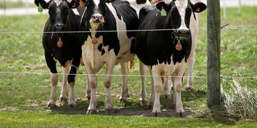 ARCHIVO - Vacas lecheras en un campo afuera de un establo de ordeño en la instalación del Centro Nacional de Enfermedades en Animales del Departamento de Agricultura, en Ames, Iowa, el martes 6 de agosto de 2024. (AP Foto/Charlie Neibergall, Archivo)