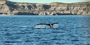 Aparecieron majestuosas ballenas y toninas en Rawson.