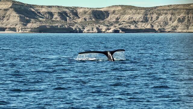 Aparecieron majestuosas ballenas y toninas en Rawson.