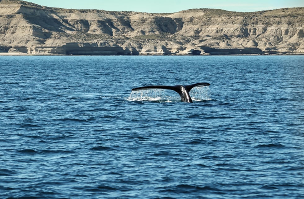 Las impresionantes imágenes de ballenas y toninas que sorprendieron a pescadores en Rawson