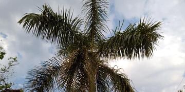 En Iguazú se llevan adelante tareas de limpieza en espacios públicos