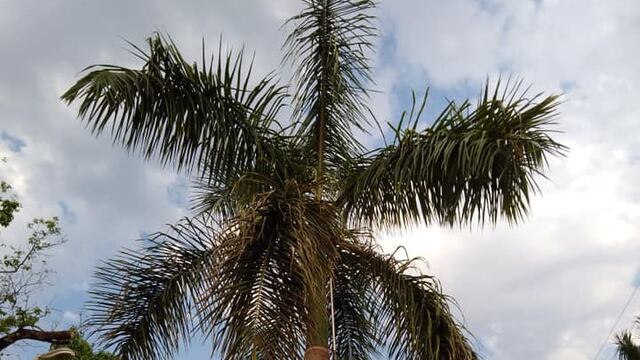 En Iguazú se llevan adelante tareas de limpieza en espacios públicos