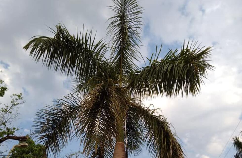 En Iguazú se llevan adelante tareas de limpieza de espacios públicos