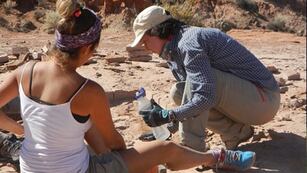 Hallaron una nueva especie de cocodrilo prehistórico.