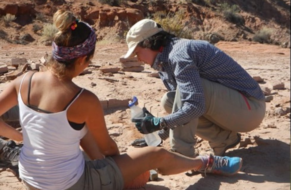 Cien millones de años y una combinación impensada: la rara especie descubierta en la Patagonia