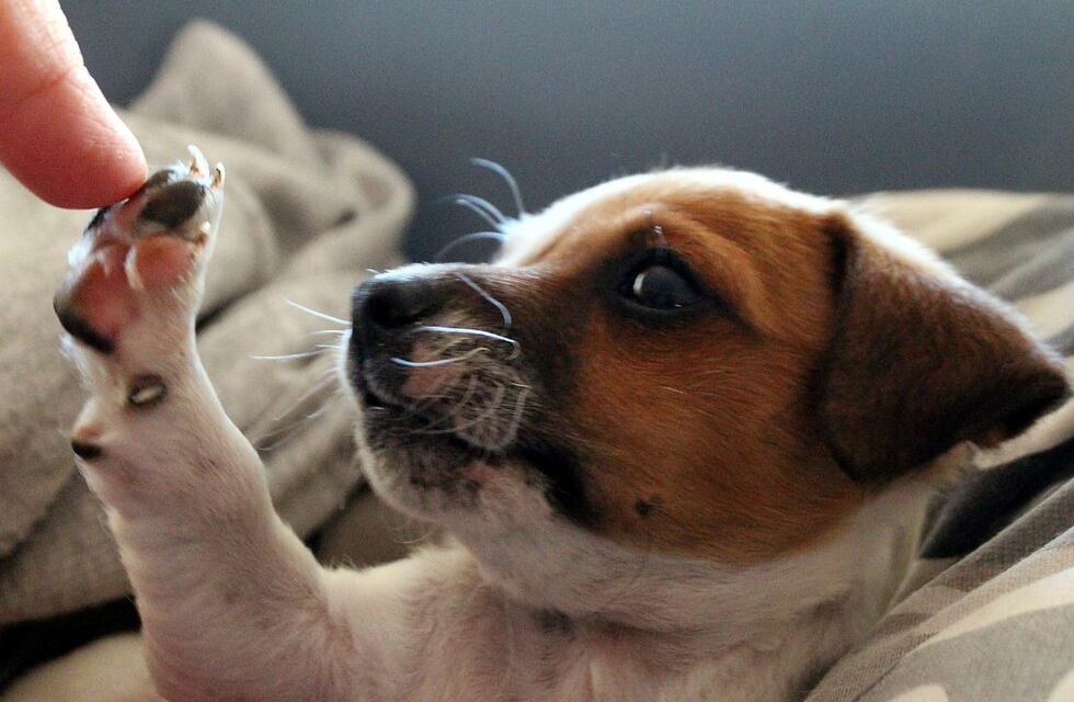Encuentro canino organizado por la Rueda Interna Rotary Tres Arroyos