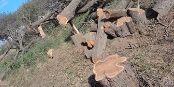 Talaron 27 algarrobos en Arroyito de más de 30 años de antigüedad