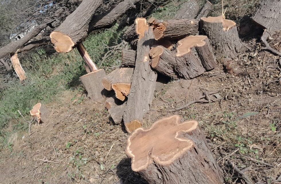 Arroyito: talaron 27 algarrobos de un bosque nativo de más de 30 años para la construcción de viviendas municipales