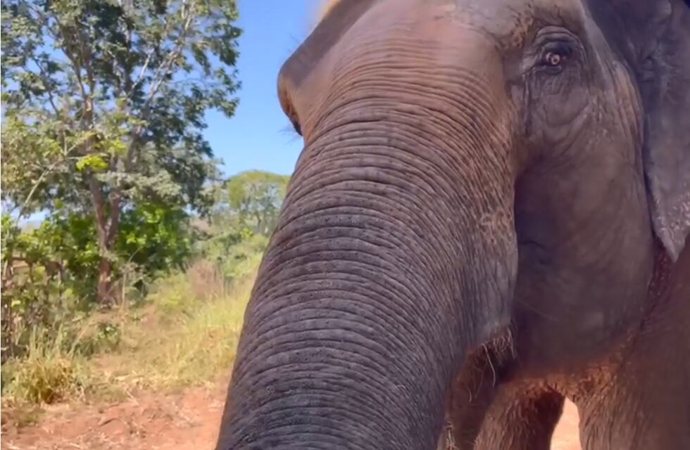 “¡Bienvenidas!”: las elefantas Pocha y Guillermina ya interactuaron con toda la manada en Brasil