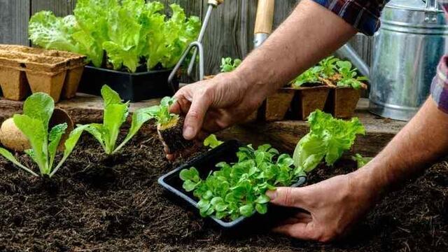 Taller de huerta en la Universidad del Medio Ambiente.