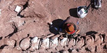 Encontraron restos fósiles de un dinosaurio que podría ser el más grande de la historia