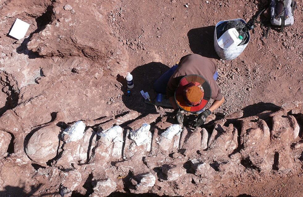Encontraron restos fósiles de un dinosaurio que podría ser el más grande de la historia