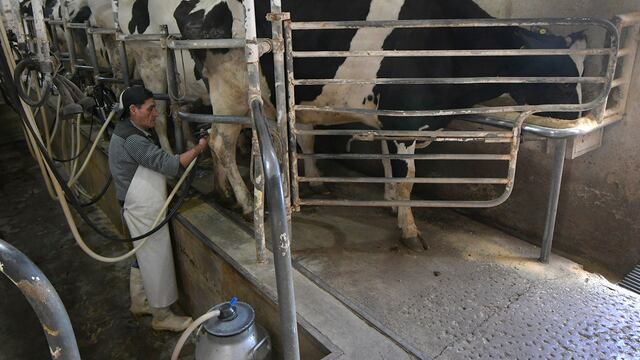 Mendoza 09 Agosto  de 2021 Economía
Tambero Luis Oscar Gonzalez.
Historias diarias. El tambero Luis Oscar González (61), trabaja en el Tambo Guercio, ubicado en Bermejo Guaymallén desde hace 17 años.
Desde niño se dedica al cuidado de ganado y de ordeñar vacas.
Foto: Orlando Pelichotti / Los Andes