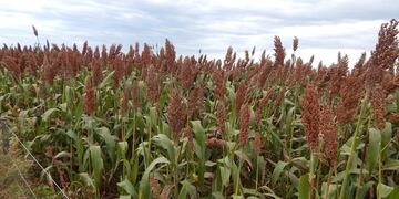 Sorgo Argentino en relación con el Mercado de Internacional de Carnes