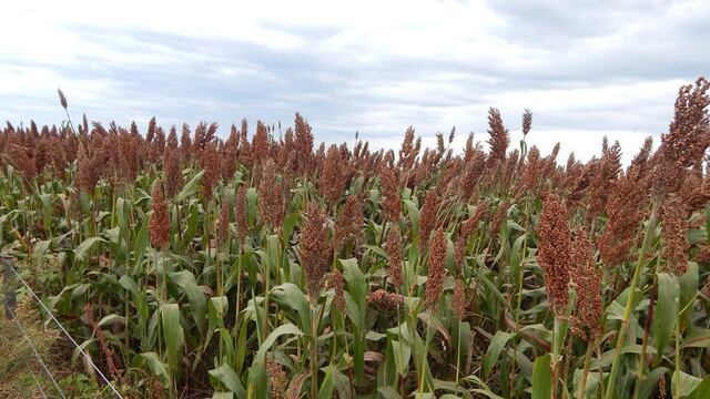 Sorgo Argentino en relación con el Mercado de Internacional de Carnes