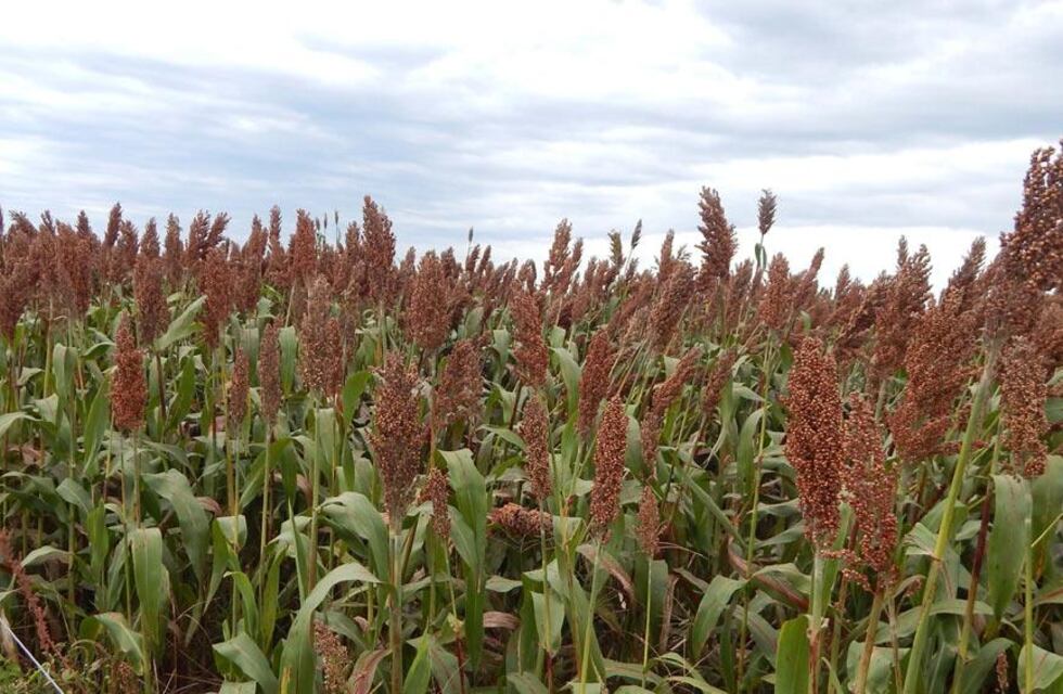 Sorgo Argentino en relación con el Mercado de Internacional de Carnes