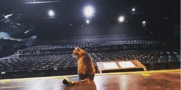 Michino, el gato de Quality Espacio.