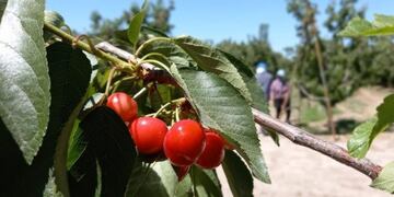 El jueves 10 cierra la convocatoria de mendocinos y mendocinas que deseen ser parte de la temporada de cosecha y acarreo 2020-2021 y demás labores agrícolas.