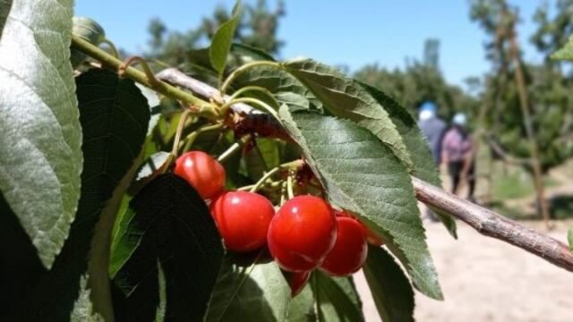 El jueves 10 cierra la convocatoria de mendocinos y mendocinas que deseen ser parte de la temporada de cosecha y acarreo 2020-2021 y demás labores agrícolas.