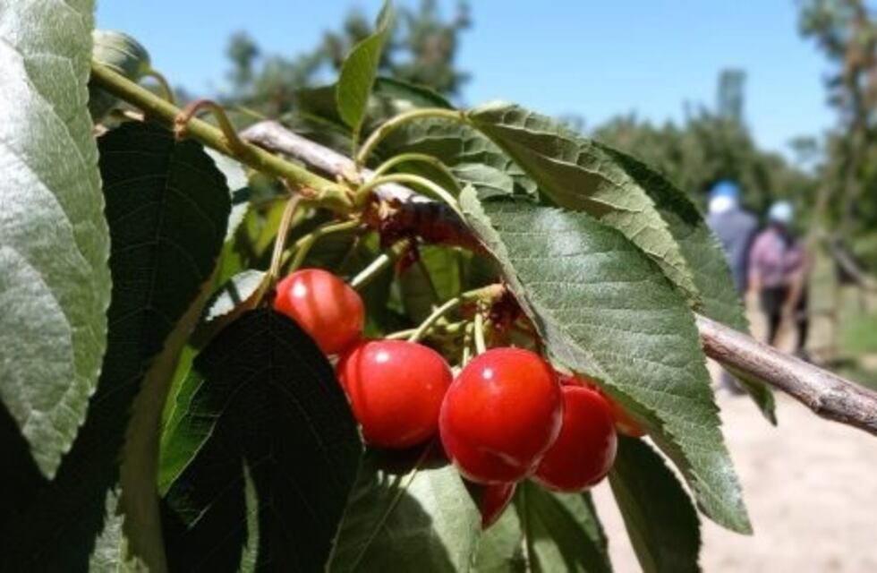 El jueves cierra la convocatoria para la temporada de cosecha y acarreo