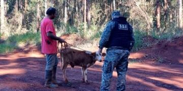 Montecarlo: recuperan una cabeza de ganado robada a un colono.