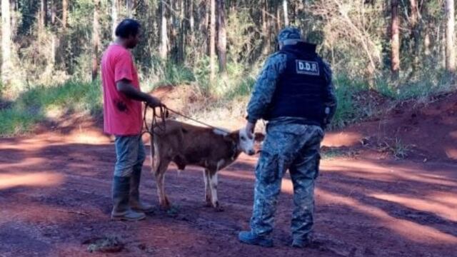Montecarlo: recuperan una cabeza de ganado robada a un colono.
