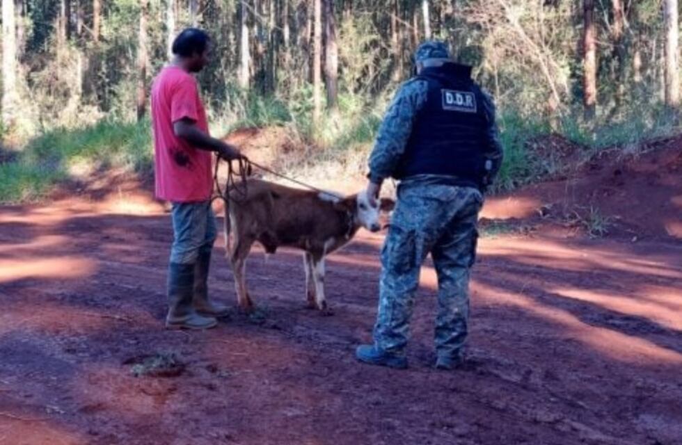 Montecarlo: recuperan una cabeza de ganado robada a un colono