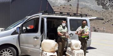 Autoridades trasandina junto al furgón requisado, que ingresaba desde Argentina, con alguno de los cachorros que eran trasladados para su venta en Santiago. Gentileza Andes Online