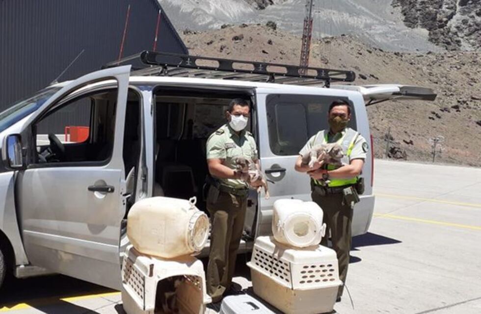 Quisieron ingresar a Chile ilegalmente 25 cachorros de raza