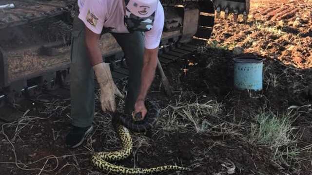 Rescatan en Posadas una víbora curiyú de 2,50 metros  Yarará en Acción