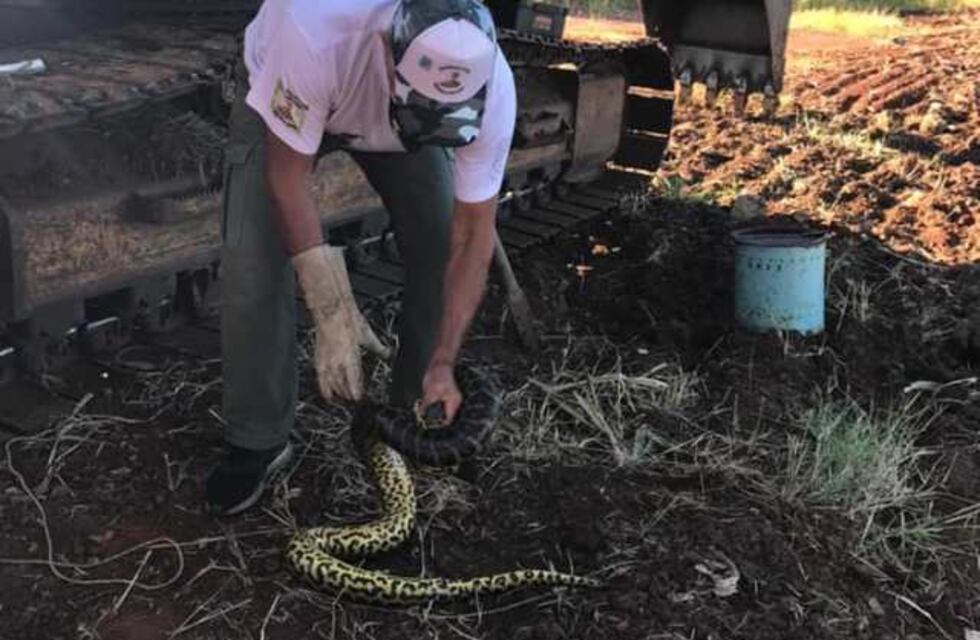 Rescatan en Posadas una víbora curiyú de 2,50 metros