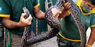 Una lampalagua de dos metros, rescatada de un domicilio en San Javier.