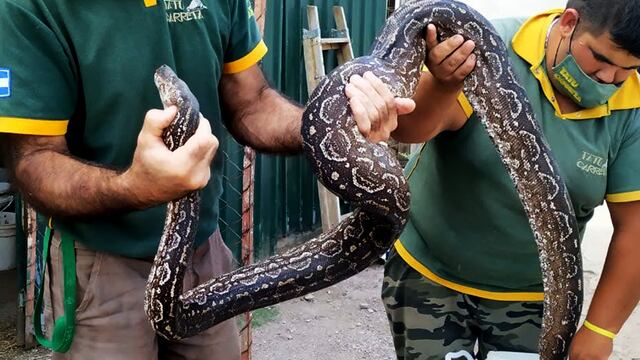 Una lampalagua de dos metros, rescatada de un domicilio en San Javier.