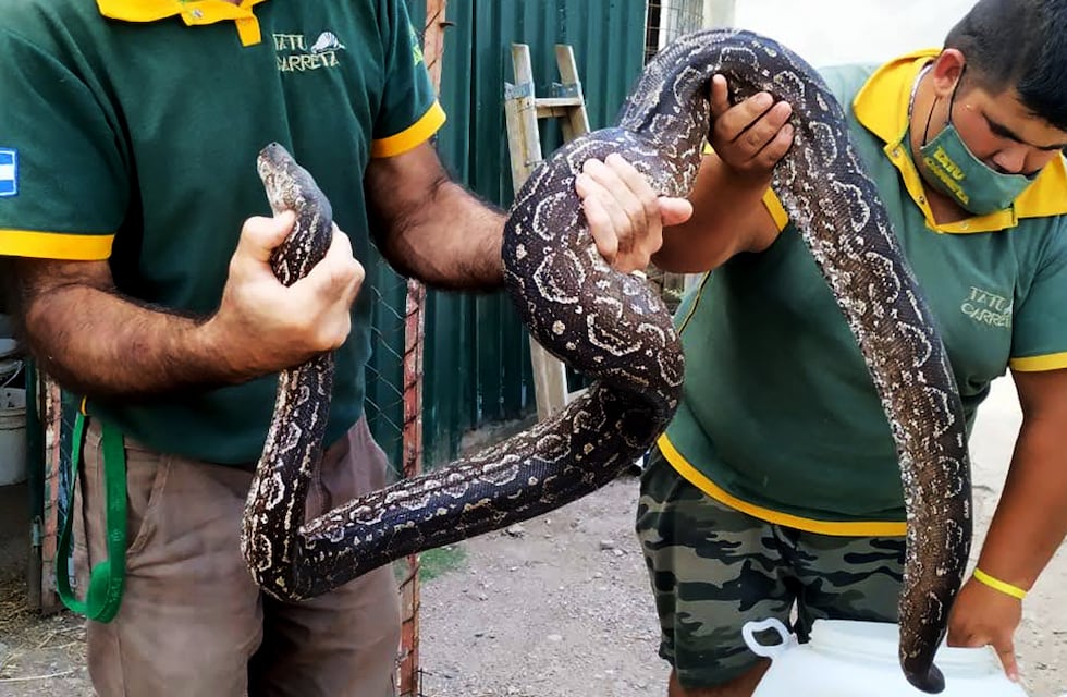 Policía Ambiental de Córdoba rescató una boa y un oso melero
