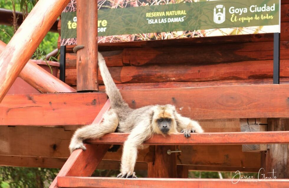 Se viralizó el emotivo abrazo que le dio un mono a un cabo de Prefectura en la Reserva Natural Isla Las Damas