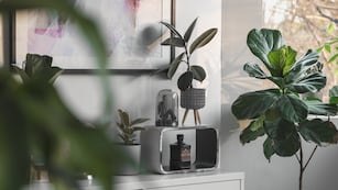 La planta que no hay que tener en el hogar, según el Feng Shui.