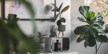 La planta que no hay que tener en el hogar, según el Feng Shui.