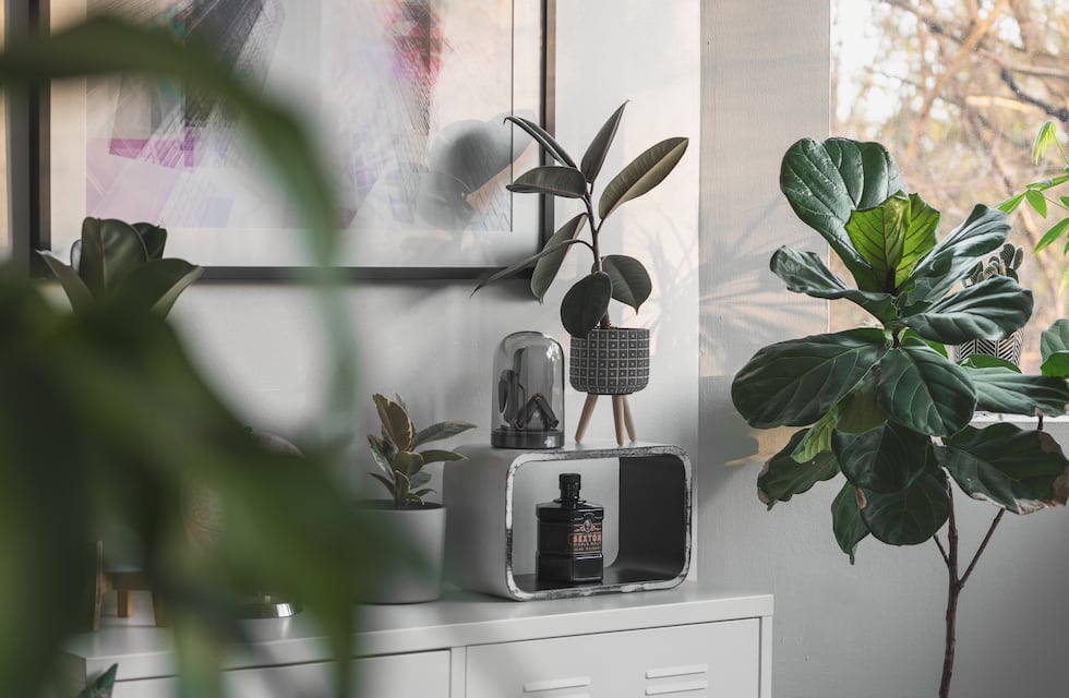 Trae mala suerte: la planta que no hay que tener en el hogar, según el Feng Shui