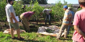 San Pedro: capacitan a productores sobre manejo de suelo y cosecha de yerba mate.