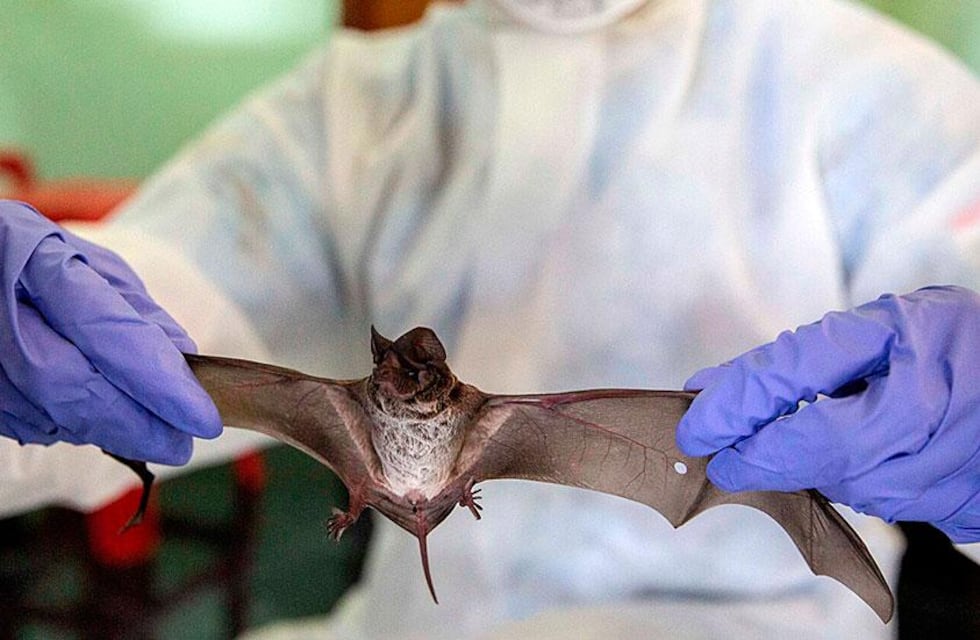 Detectaron a un murciélago con rabia en Nueva Córdoba: cuáles son los cuidados a tener en cuenta