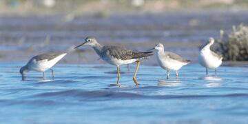 Aves playeras en Mar Chiquita. PH Walter Cejas