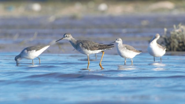 Aves playeras en Mar Chiquita.