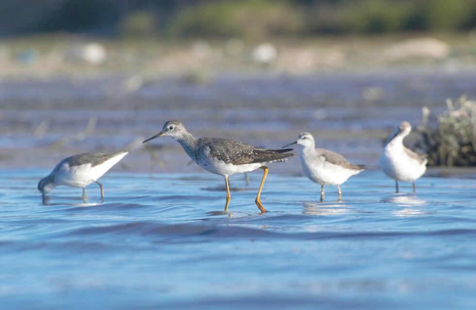 Ansenuza: comienza el Festival Internacional de Aves Playeras